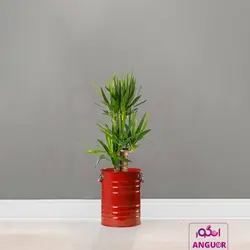 گلدان خالی فلزی فانتزی لاین در 6 رنگ مختلف (ارتفاع 40) | انگور