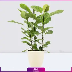 خرید گلدان فیکوس التیسیما Ficus altissima yellow gem | انگور مرکز گل و گیاه در ایران