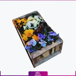 گل بنفشه با گلدان رو نرده ای