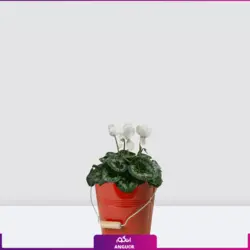 خرید گلدان سیکلامن سفید ویژه عید نوروز| انگور مرکز گل و گیاه در ایران