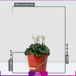 خرید گلدان سیکلامن سفید ویژه عید نوروز| انگور مرکز گل و گیاه در ایران
