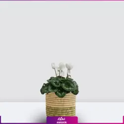 خرید گلدان سیکلامن سفید ویژه عید نوروز| انگور مرکز گل و گیاه در ایران