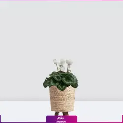 خرید گلدان سیکلامن سفید ویژه عید نوروز| انگور مرکز گل و گیاه در ایران