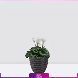 خرید گلدان سیکلامن سفید ویژه عید نوروز| انگور مرکز گل و گیاه در ایران