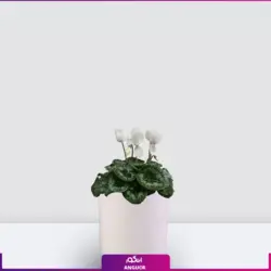خرید گلدان سیکلامن سفید ویژه عید نوروز| انگور مرکز گل و گیاه در ایران