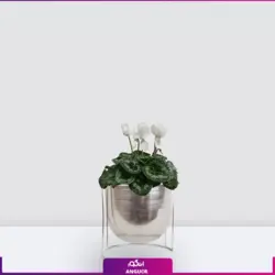 خرید گلدان سیکلامن سفید ویژه عید نوروز| انگور مرکز گل و گیاه در ایران