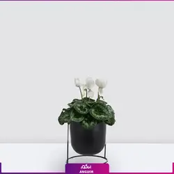 خرید گلدان سیکلامن سفید ویژه عید نوروز| انگور مرکز گل و گیاه در ایران