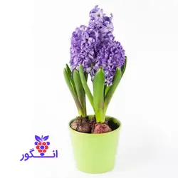 خرید آنلاین گلدان سنبل طبیعی نوروزی | گلفروشی آنلاین انگور