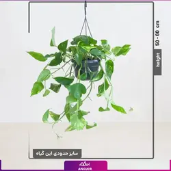 خرید پتوس طلایی با گلدان آویزی | سایت انگور مرکز گل و گیاه در ایران