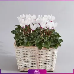 خرید سبد زیبا از سیکلامن سفید | انگور مرکز گل و گیاه در ایران