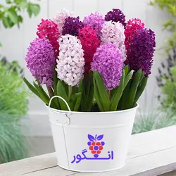 سفارش آنلاین گلدان بزرگ سنبل | سفارش آنلاین از سایت انگور