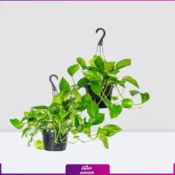 خرید پتوس طلایی با گلدان آویزی | از سایت انگور مرکز گل و گیاه
