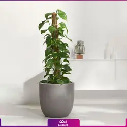 خرید پتوس طلایی قیم دار | سایت انگور مرکز گل و گیاه در ایران