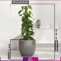 خرید پتوس طلایی قیم دار | سایت انگور مرکز گل و گیاه در ایران