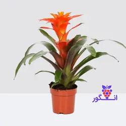 گلدان گازمانیا نارنجی (گل و گیاه آنلاین)