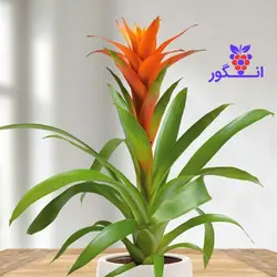 گلدان گازمانیا نارنجی (گل و گیاه آنلاین)