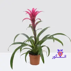 گلدان گازمانیای صورتی (گل و گیاه آنلاین)