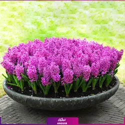 سفارش اینترنتی گلدان سنبل طبیعی برای عید نوروز 5 عددی