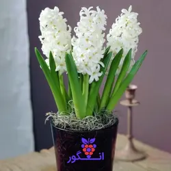 سفارش اینترنتی گلدان سنبل طبیعی برای عید نوروز 3 عددی از گل فروشی آنلاین انگور