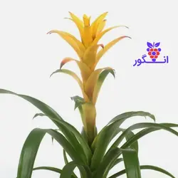 گلدان گازمانیا زرد (گل و گیاه آنلاین)