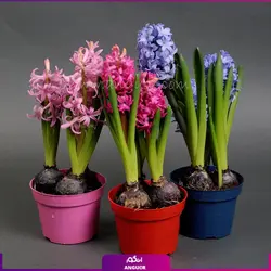 سفارش اینترنتی گلدان سنبل طبیعی برای عید نوروز 5 عددی از گل فروشی آنلاین انگور