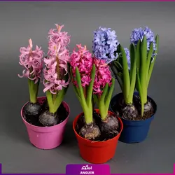 سفارش اینترنتی گلدان سنبل طبیعی برای عید نوروز 5 عددی از گل فروشی آنلاین انگور