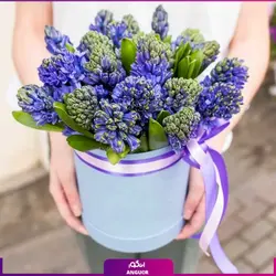 سفارش اینترنتی گلدان سنبل طبیعی سه عددی در گلدان شیشه ایی