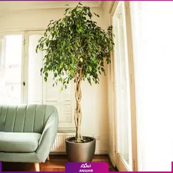 خرید اینترنتی گلدان گیاه فیکوس بنجامین (سفارش آنلاین و امکان مشاوره رایگان)