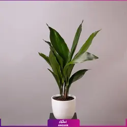 گلدان عریض و بزرگ برگ عبایی (سایز 75 - 85 سانتی) | انگور