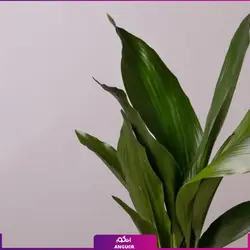 گلدان عریض و بزرگ برگ عبایی (سایز 75 - 85 سانتی) | انگور