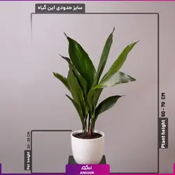 گلدان عریض و بزرگ برگ عبایی (سایز 75 - 85 سانتی) | انگور