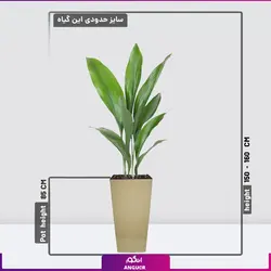 گلدان فایبر مشکی بزرگ برگ عبایی (سایز 120 - 140 سانتی) | انگور