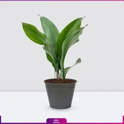 گلدان هدیه برگ عبایی کوچک (سایز 35 - 45 سانتی) | انگور