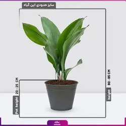 گلدان هدیه برگ عبایی کوچک (سایز 35 - 45 سانتی) | انگور