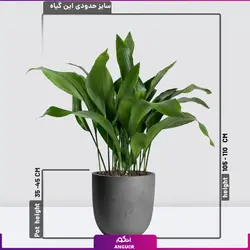 گیاه آپارتمانی برگ عبایی (سایز 70 - 80 سانتی) | انگور