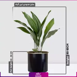 گیاه آپارتمانی برگ عبایی (سایز 65 - 75 سانتی)