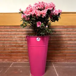 سفارش اینترنتی گلدان آزالیا ویژه عید نوروز از گل فروشی آنلاین انگور