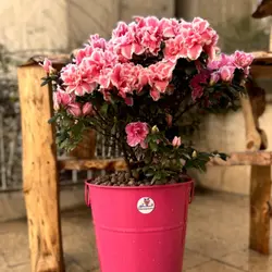 سفارش اینترنتی گلدان آزالیا ویژه عید نوروز از گل فروشی آنلاین انگور