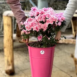 سفارش اینترنتی گلدان آزالیا ویژه عید نوروز از گل فروشی آنلاین انگور