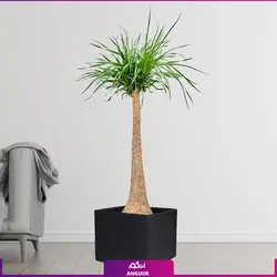 گیاه آپارتمانی لیندا سایز متوسط تک شاخه (سایز 70 - 80 سانتی) | انگور