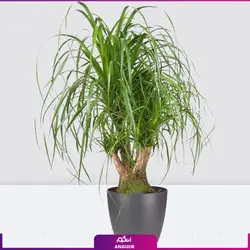 گیاه آپارتمانی لیندا 4 شاخه (سایز 90 - 100 سانتی) | انگور