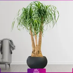 گیاه آپارتمانی لیندا خیلی بزرگ - غول پیکر (سایز 2.5 متری) | انگور