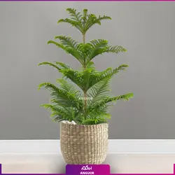 کاج مطبق سه شاخه  ( 110 _ 130 سانتی‌متر)