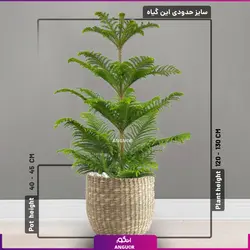 کاج مطبق سه شاخه  ( 110 _ 130 سانتی‌متر)