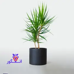 گلدان گیاه دراسنا پرچمی (سایز 50 - 60 سانتی) | انگور