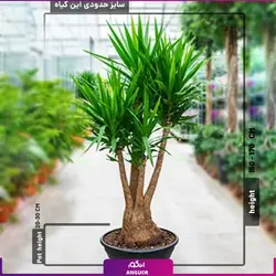 گیاه آپارتمانی یوکا چهار شاخه غول پیکر (190 _ 230سانتی متر)