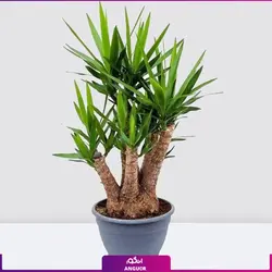گیاه آپارتمانی یوکا پنج شاخه بزرگ (140-160 سانتی)