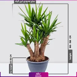 گیاه آپارتمانی یوکا پنج شاخه بزرگ (140-160 سانتی)