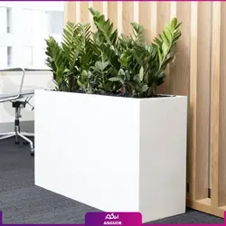 خرید گیاه گلدانی (گل آپارتمانی) زامیفولیا بزرگ به صورت اینترنتی | سایت انگور