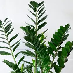 ست شرکتی گلدان بزرگ زاموفیلیا (دو تایی)